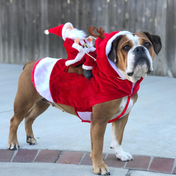 Festive Holiday Dog Sweater for Cozy Celebrations