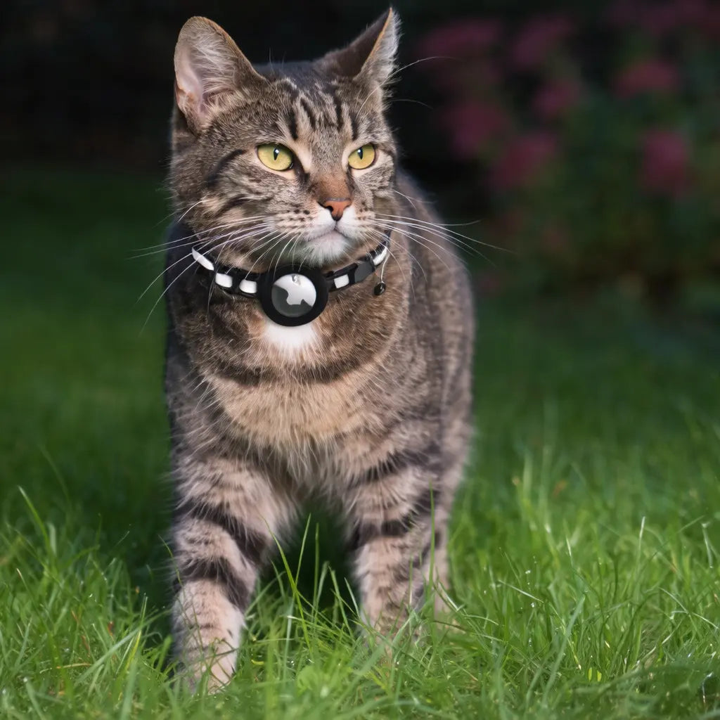 PawTrackr - Instantly Know Your Cat’s Location Anytime, Anywhere