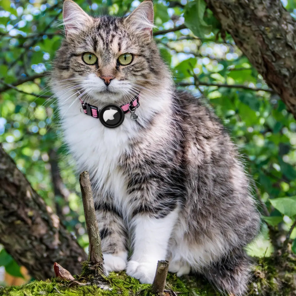 PawTrackr - Instantly Know Your Cat’s Location Anytime, Anywhere