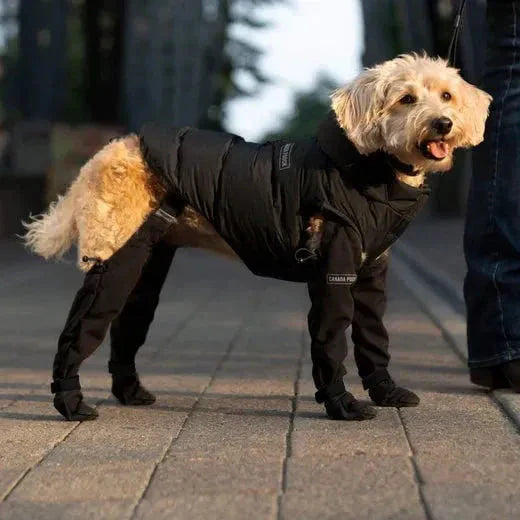 Waterproof Dog Paw Protectors for Outdoor Adventures
