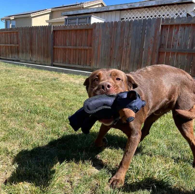 Durable Long-Lasting Dog Chew Toy