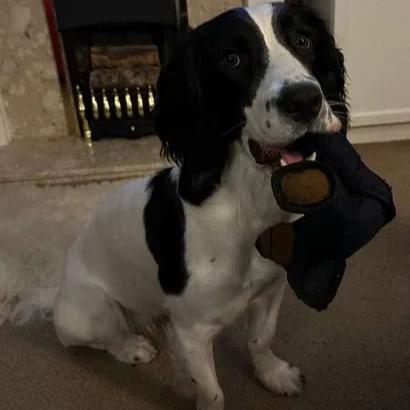 Durable Long-Lasting Dog Chew Toy