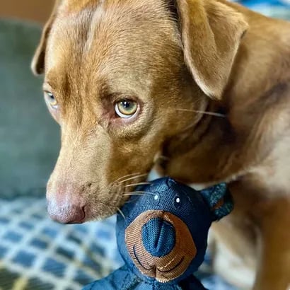 Durable Long-Lasting Dog Chew Toy